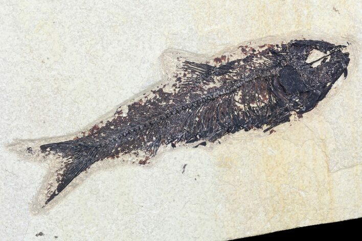 Fossil Fish (Knightia) - inch Layer, Green River Formation #96912